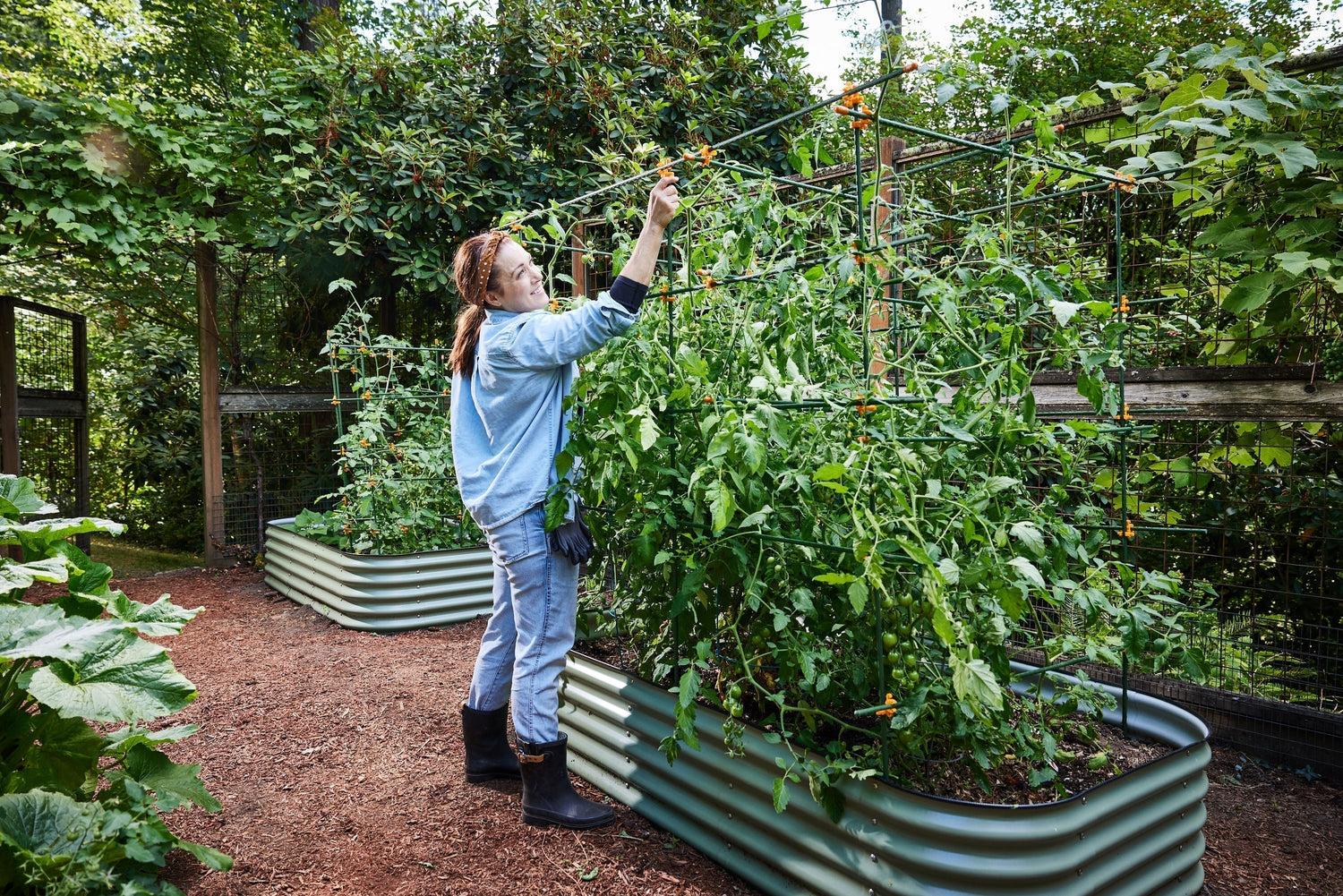 indeterminate tomato cage woman building