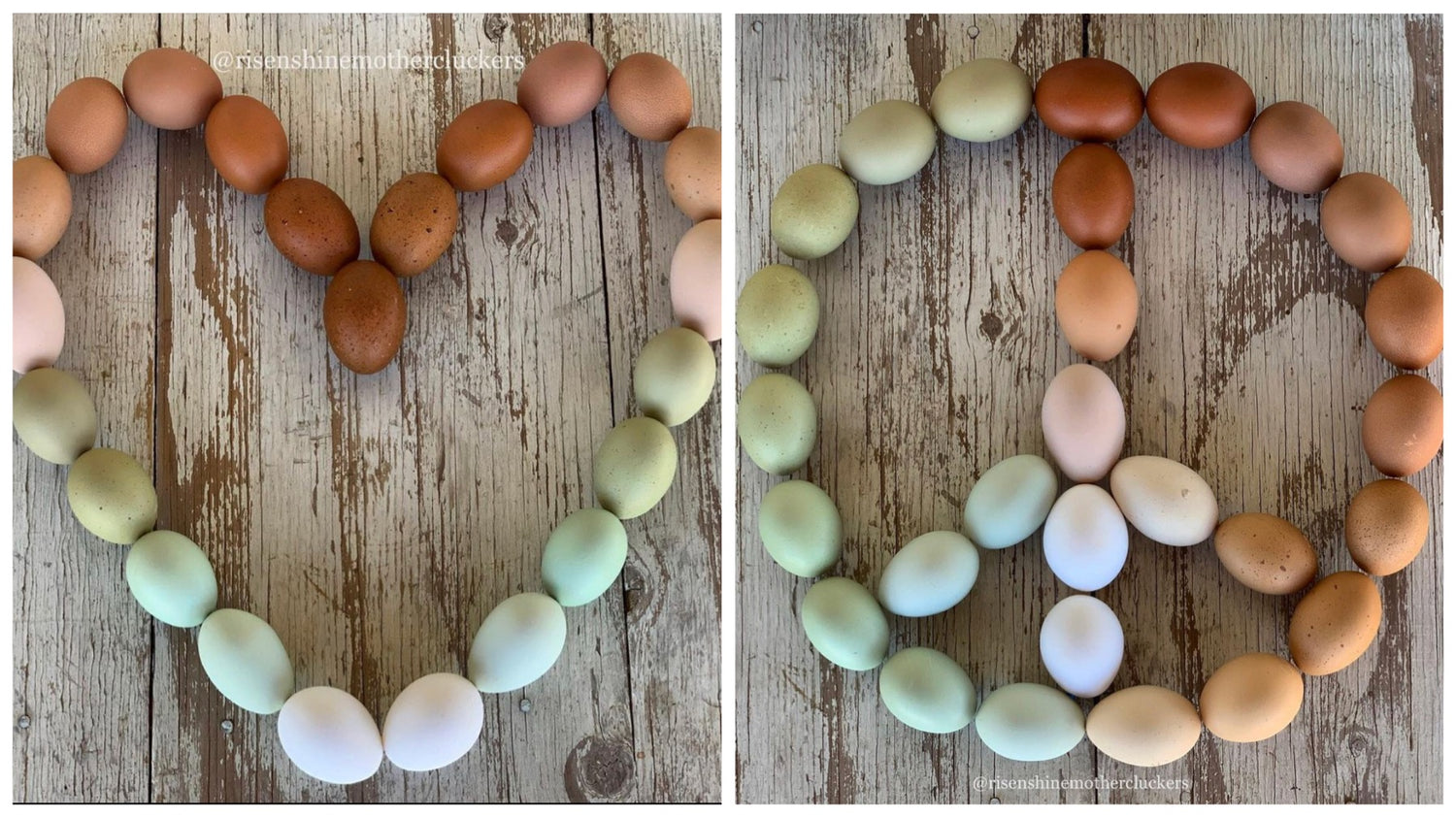 GROW INSPIRED: TALKING CHICKENS, GARDENING WITH ASHLEY OF @RISENSHINEMOTHERCLUCKERS