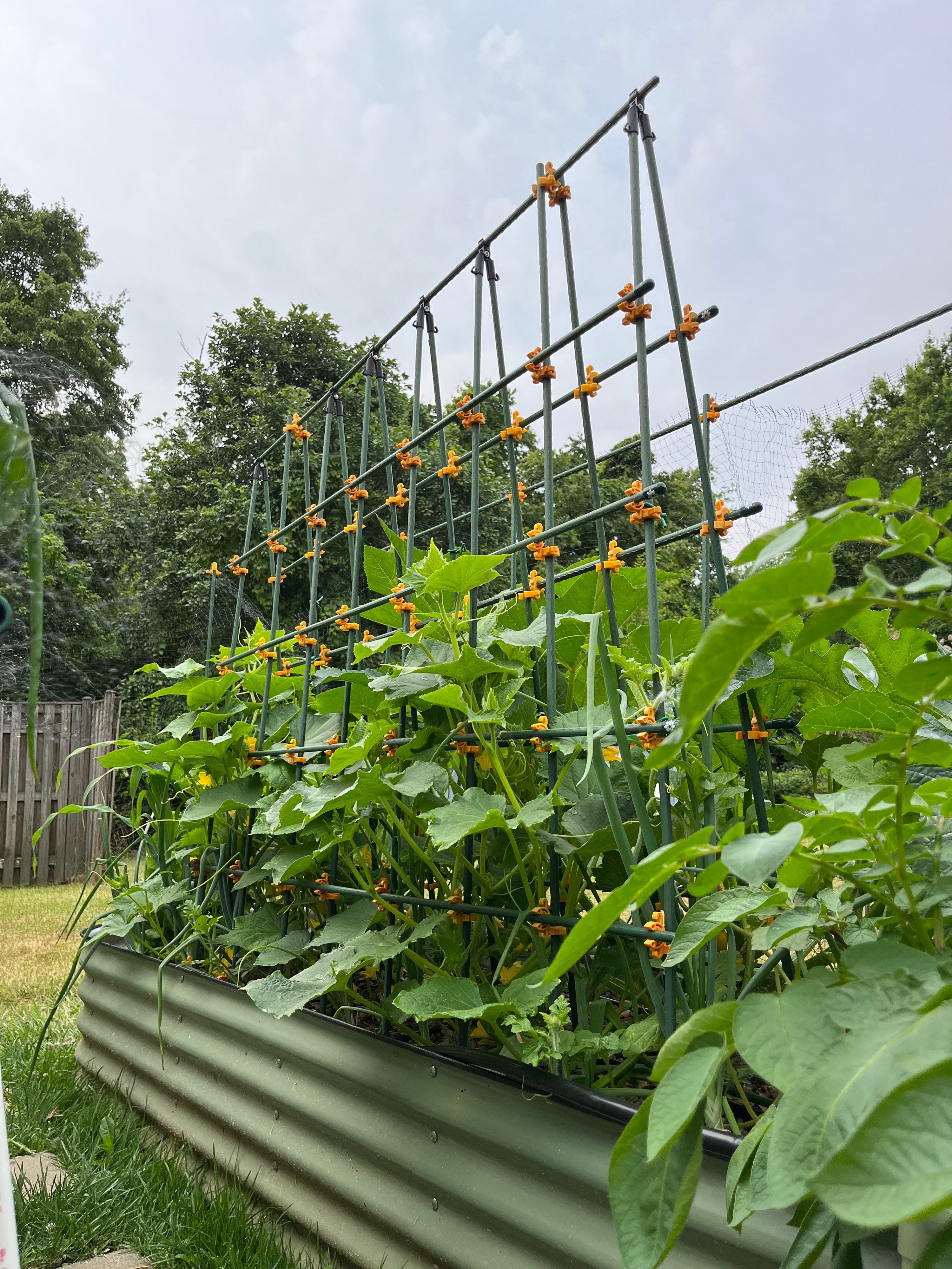 Gardening as Whimsy: Cultivating Joy, Wonder, and Connection