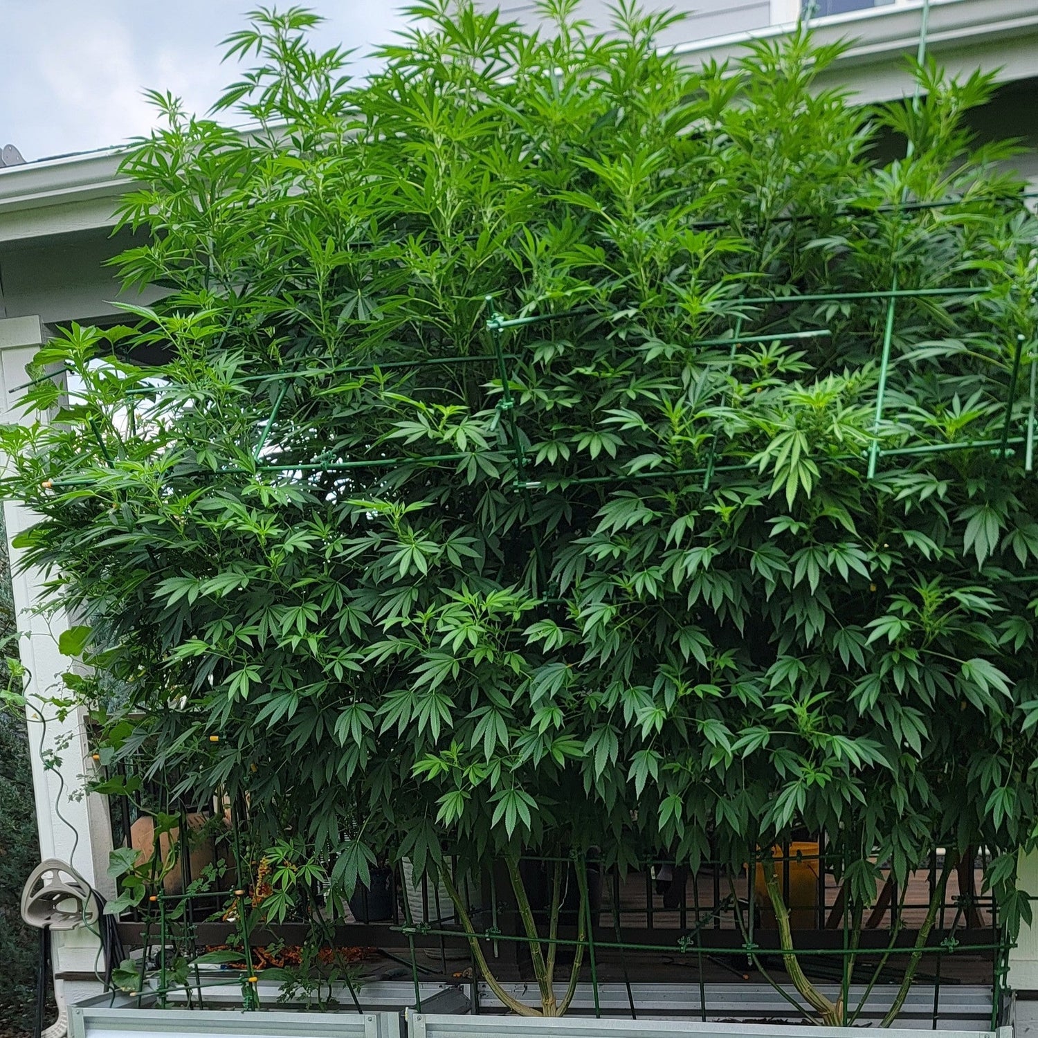 large cannabis plant