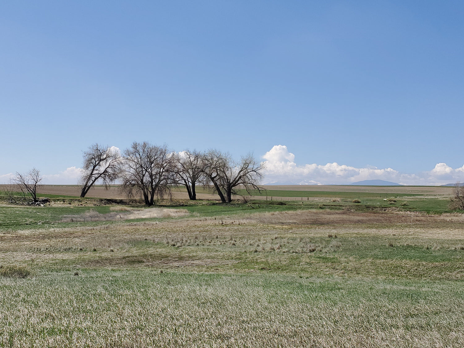 Spring Without Winter - What It Means for Your Garden