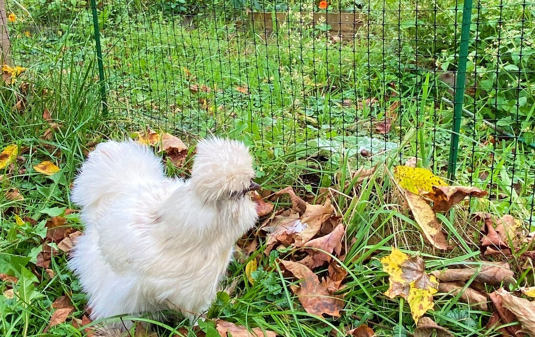 The Path that Guides the Plant