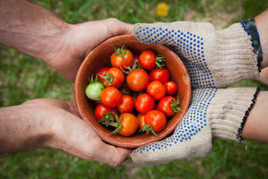 SUPPORT GROUP FOR YOUR TOMATO PLANTS