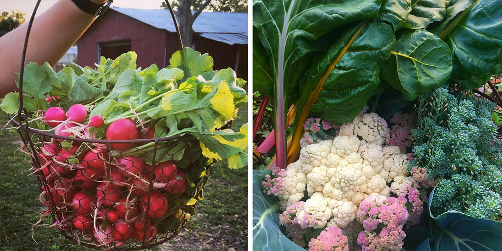 GROW INSPIRED: HOMESTEADING IN CENTRAL FLORIDA