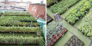 GROW INSPIRED: ADDING NATURE BACK TO CITIES ONE ROOF AT A TIME