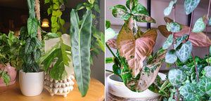GROW INSPIRED: ADVICE FROM A 'GREEN THUMB' HOUSEPLANT COLLECTOR