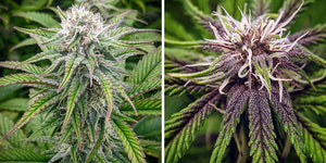 GROW INSPIRED: TIM OF @NORCALKANNABLISS ON HIS CANNABIS GROWING JOURNEY