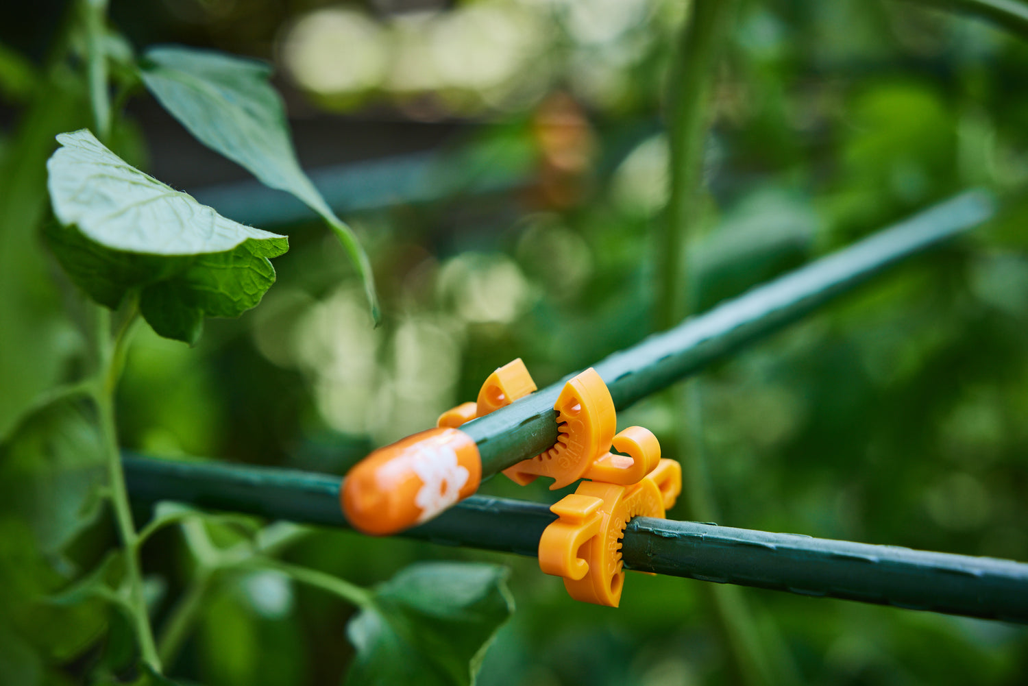 C-BITE Garden Stake Clips - 50-50 Assortment of 100 Orange and Lime Stake Clips - Thriving Design