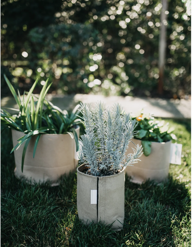 fabric pots for plants Classic Fabric Pots Black / 15 / 1